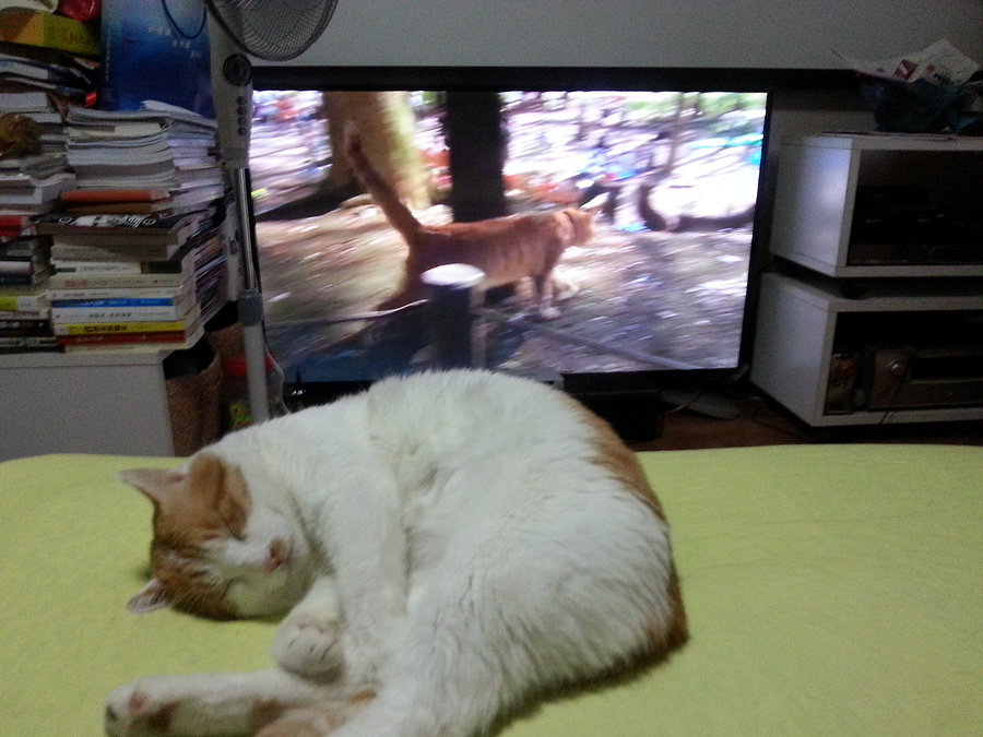 虚拟猫,猫猫