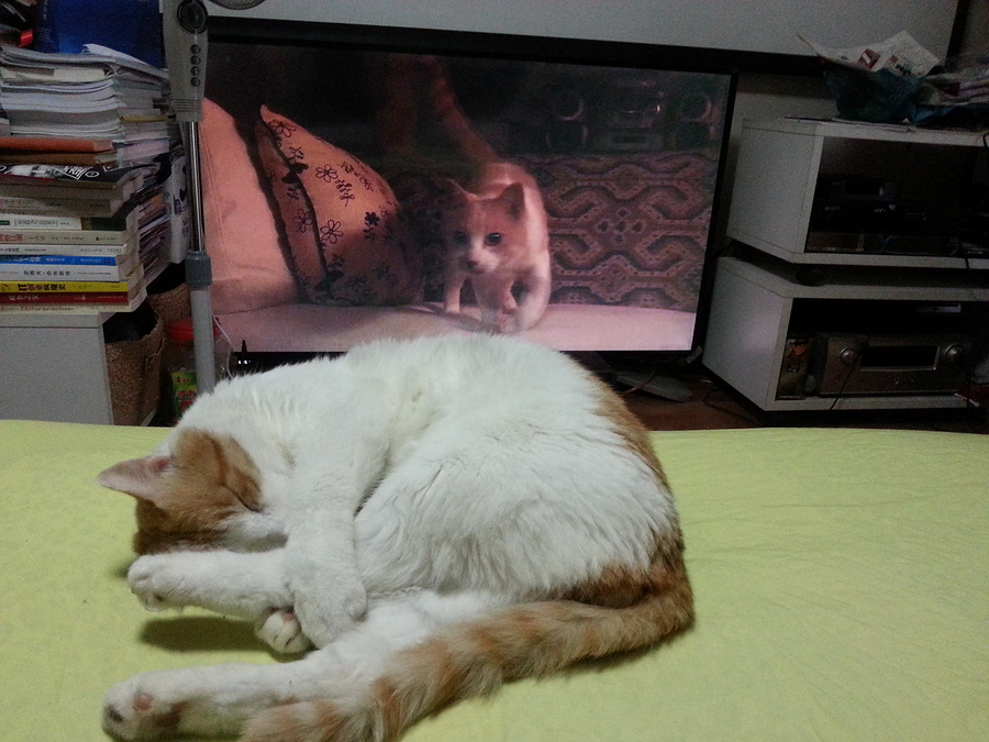 虚拟猫,猫猫