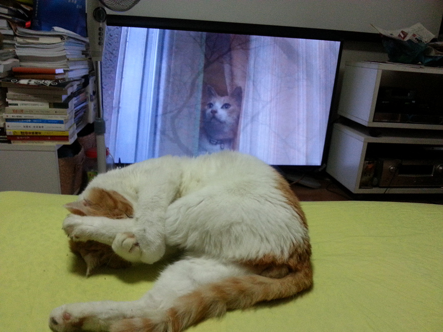 虚拟猫,猫猫