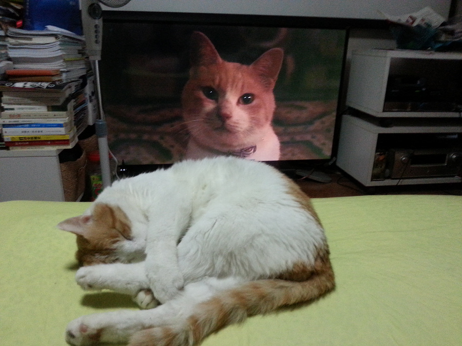虚拟猫,猫猫