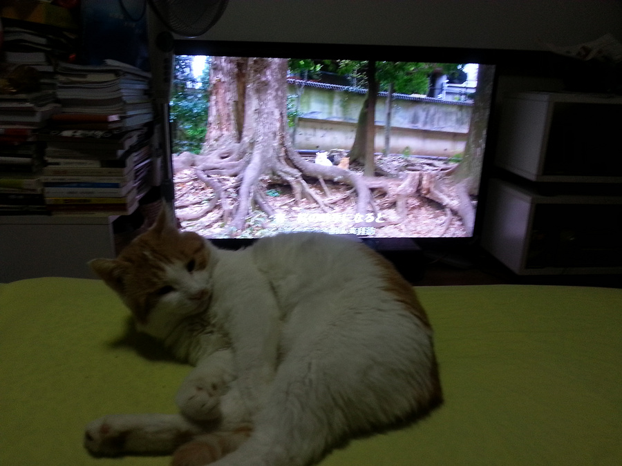 虚拟猫,猫猫
