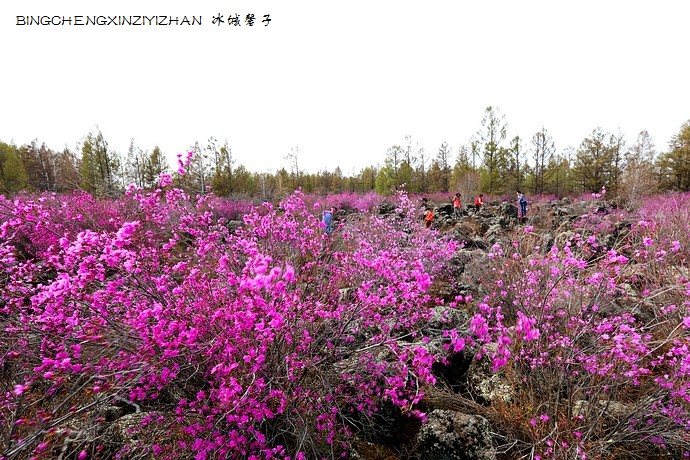 五月,龙江大地上哪里的杜鹃花最迷人?(附赏花攻略) 五月,龙江大地上哪里的杜鹃花最迷人?(附赏花攻略)