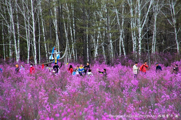 五月,龙江大地上哪里的杜鹃花最迷人?(附赏花攻略) 五月,龙江大地上哪里的杜鹃花最迷人?(附赏花攻略)