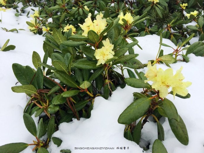 五月,龙江大地上哪里的杜鹃花最迷人?(附赏花攻略) 五月,龙江大地上哪里的杜鹃花最迷人?(附赏花攻略)