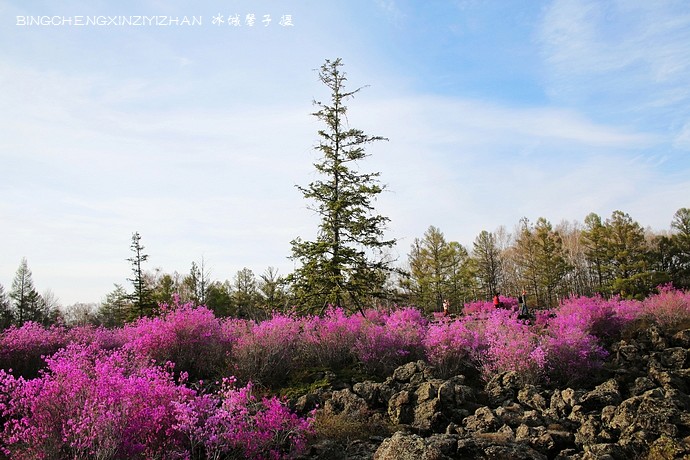 五月,龙江大地上哪里的杜鹃花最迷人?(附赏花攻略) 五月,龙江大地上哪里的杜鹃花最迷人?(附赏花攻略)