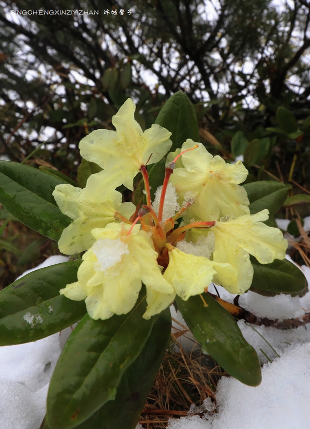 凤凰山六月雪映杜鹃盛世奇观,哈尔滨之夏迷醉人 凤凰山六月雪映杜鹃盛世奇观,哈尔滨之夏迷醉人