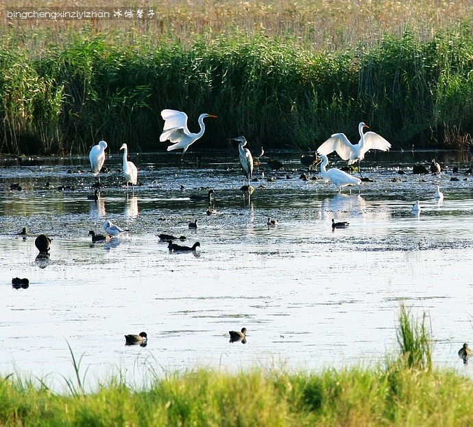 走进兴凯湖湿地,停下来享受静美时光 走进兴凯湖湿地,停下来享受静美时光
