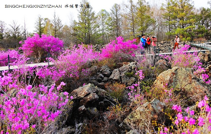 五月,龙江大地上哪里的杜鹃花最迷人?(附赏花攻略) 五月,龙江大地上哪里的杜鹃花最迷人?(附赏花攻略)