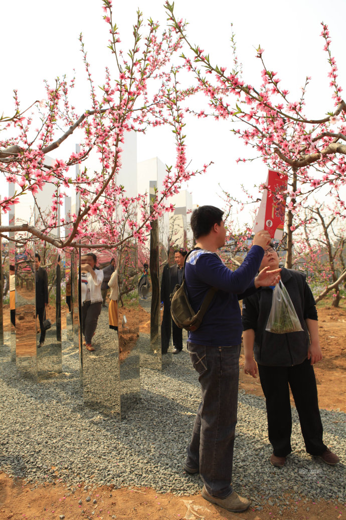 【北京】平谷桃花节桃花如海醉煞人