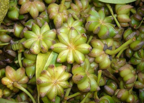 茴香粉,大茴香