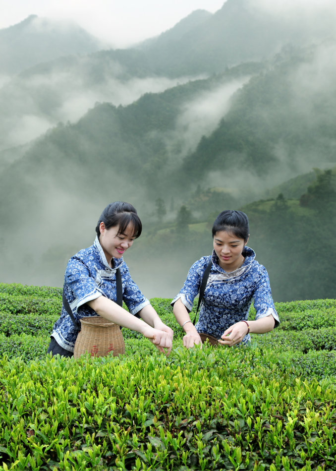 五一节巡礼:采茶姑娘