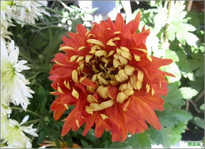 [转载]50种名贵菊花欣赏(组图)