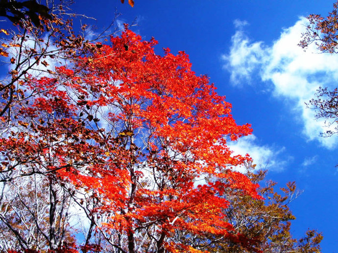 北京香山红叶(组图)