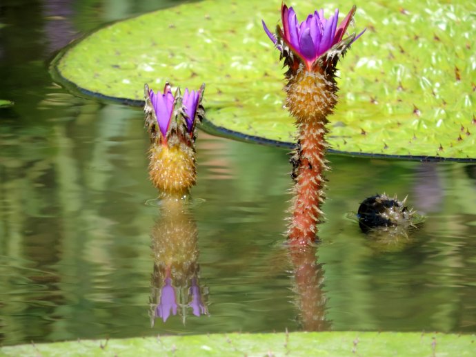 [转载]水生植物芡实花色艳丽花叶壮观