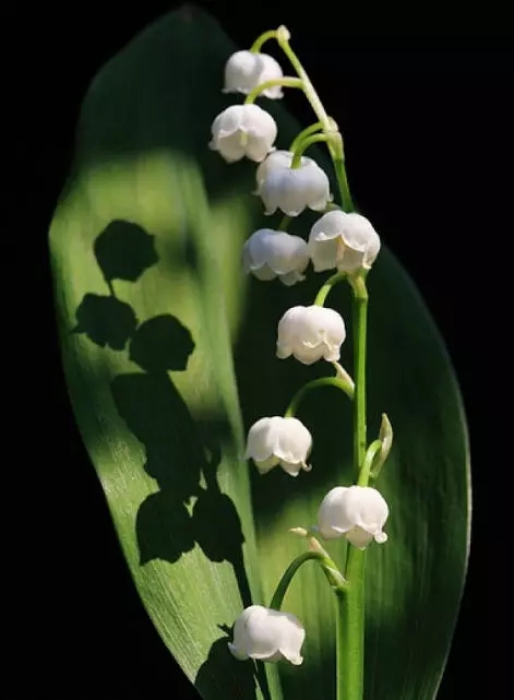[转载]铃兰花