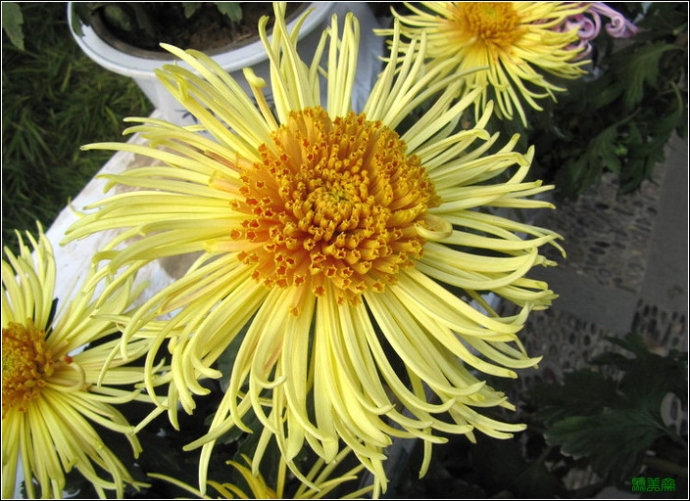 [转载]50种名贵菊花欣赏(组图)