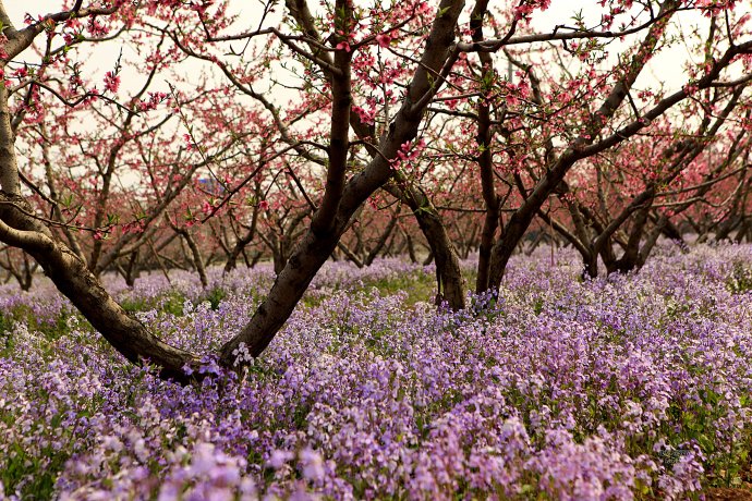 [转载]【北京】平谷桃花节桃花如海醉煞人