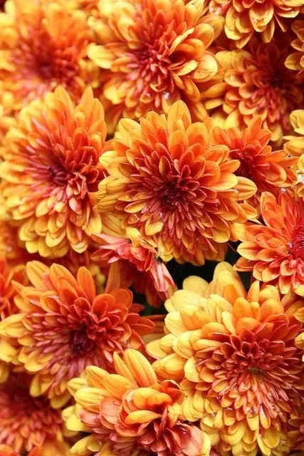 [转载]秋天最美的花,~"长寿花"祝你健康长寿!