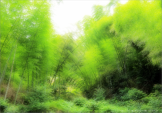 [转载]夏日竹韵