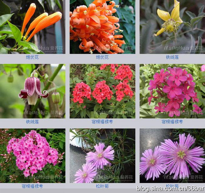 [转载]花卉名称大全-313种草本木本花卉图片-你知道这是什么花么