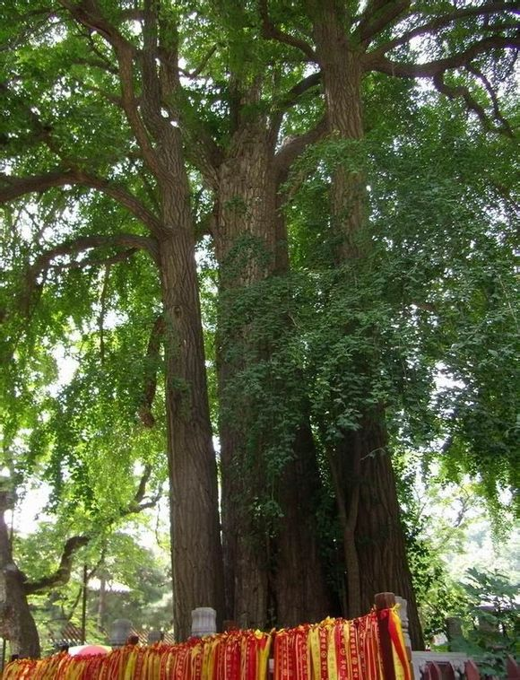 原文地址:中国十大千年古树欣赏作者:晨瑞2011