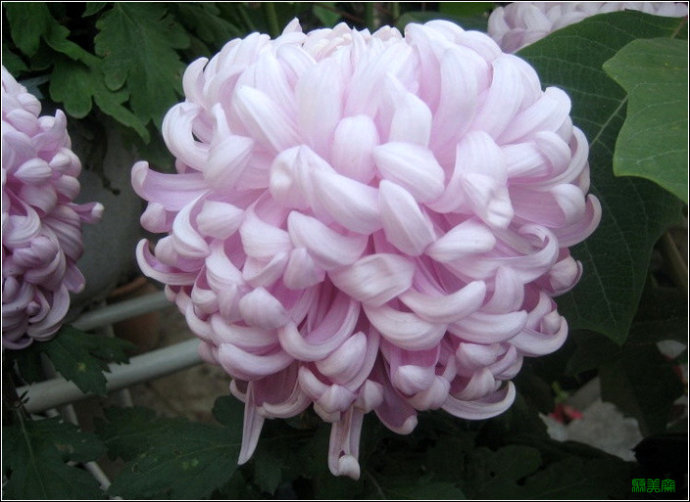 [转载]50种名贵菊花欣赏(组图)