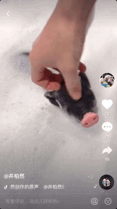 与倪妮分手后的井柏然喜欢上小香猪,喂食洗澡挠痒宠上天像养儿子 与倪妮分手后的井柏然喜欢上小香猪,喂食洗澡挠痒宠上天像养儿子