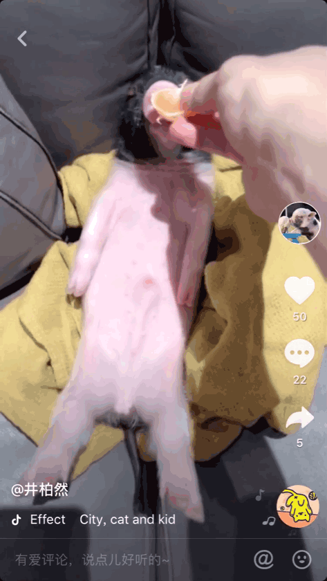 与倪妮分手后的井柏然喜欢上小香猪,喂食洗澡挠痒宠上天像养儿子 与倪妮分手后的井柏然喜欢上小香猪,喂食洗澡挠痒宠上天像养儿子