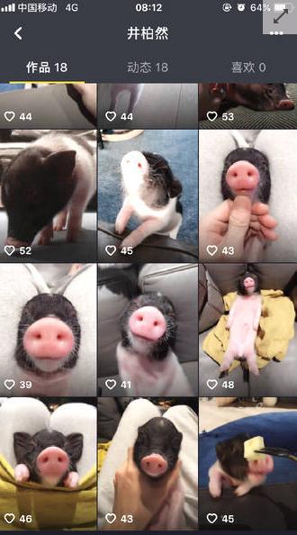 与倪妮分手后的井柏然喜欢上小香猪,喂食洗澡挠痒宠上天像养儿子 与倪妮分手后的井柏然喜欢上小香猪,喂食洗澡挠痒宠上天像养儿子