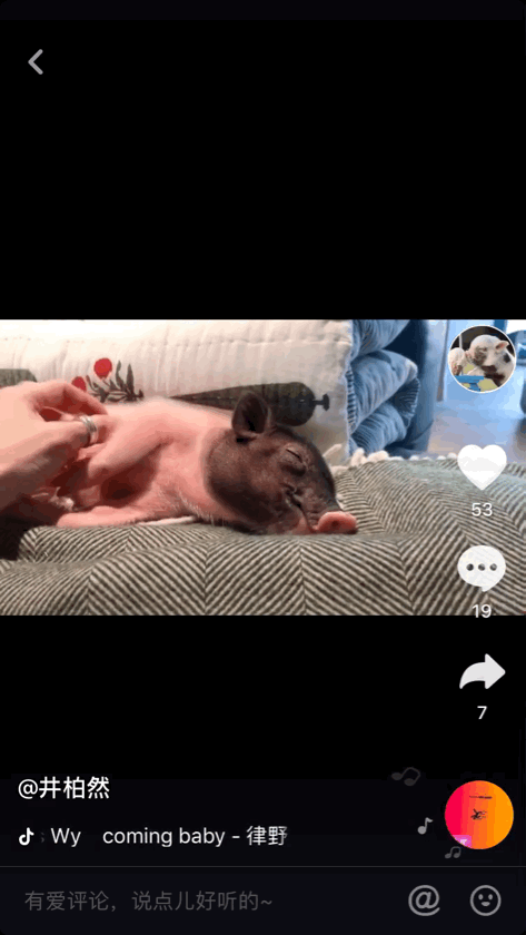 与倪妮分手后的井柏然喜欢上小香猪,喂食洗澡挠痒宠上天像养儿子 与倪妮分手后的井柏然喜欢上小香猪,喂食洗澡挠痒宠上天像养儿子