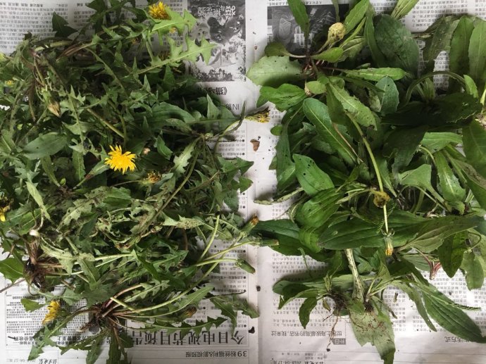 那久违的野味菜包子,分外鲜(多图) 那久违的野味菜包子,分外鲜(多图)