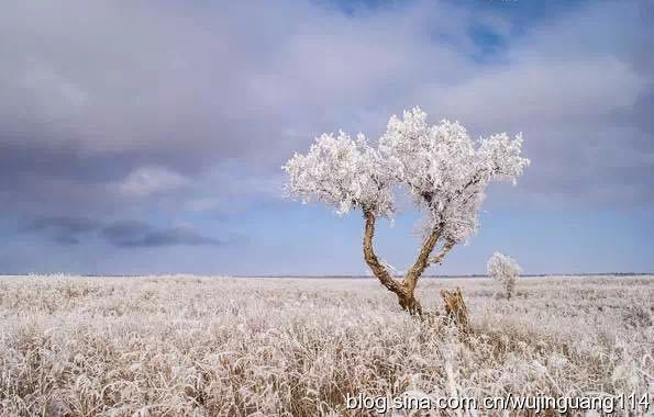 霜降胡杨才是真正的大美新疆(图) 霜降胡杨才是真正的大美新疆(图)