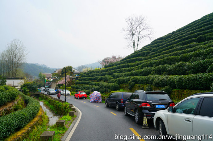 龙井问茶,茶香浓情更浓(图) 龙井问茶,茶香浓情更浓(图)