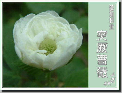 盘点世界各国国花(10)