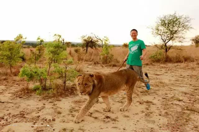 中国达人在非洲溜狮子