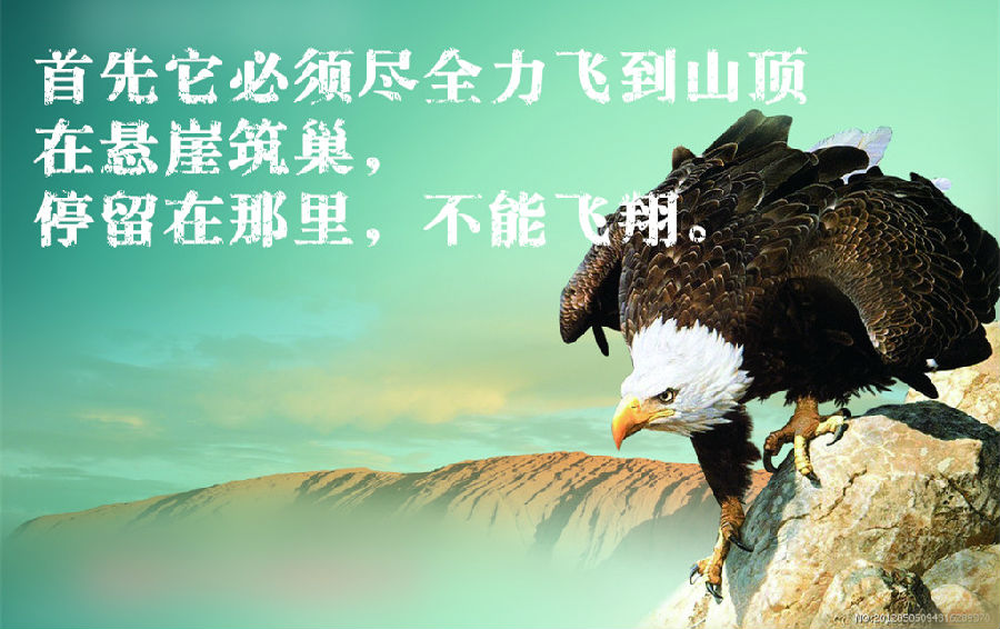 【鹰的启示!震憾】